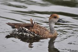 P. Kooy & Sons Waterfowl Breeding Farm (P)
