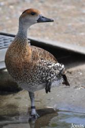 P. Kooy & Sons Waterfowl Breeding Farm (P)