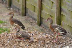 P. Kooy & Sons Waterfowl Breeding Farm (P)