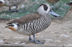 P. Kooy & Sons Waterfowl Breeding Farm (P)