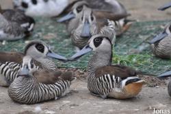 P. Kooy & Sons Waterfowl Breeding Farm (P)