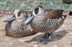 P. Kooy & Sons Waterfowl Breeding Farm (P)
