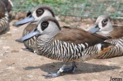 P. Kooy & Sons Waterfowl Breeding Farm (P)