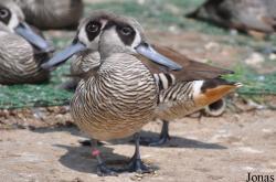 P. Kooy & Sons Waterfowl Breeding Farm (P)