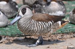P. Kooy & Sons Waterfowl Breeding Farm (P)