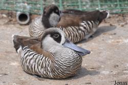P. Kooy & Sons Waterfowl Breeding Farm (P)