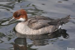 P. Kooy & Sons Waterfowl Breeding Farm (P)