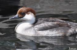 P. Kooy & Sons Waterfowl Breeding Farm (P)