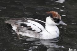 P. Kooy & Sons Waterfowl Breeding Farm (P)