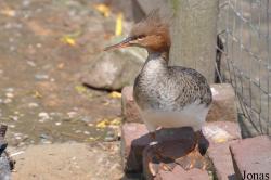 P. Kooy & Sons Waterfowl Breeding Farm (P)