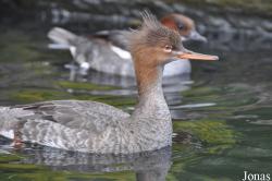 P. Kooy & Sons Waterfowl Breeding Farm (P)
