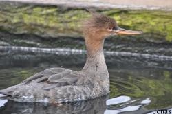 P. Kooy & Sons Waterfowl Breeding Farm (P)
