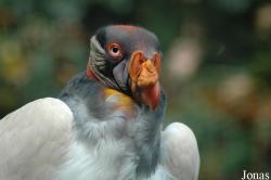 Sarcoramphus papa