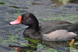 P. Kooy & Sons Waterfowl Breeding Farm (P)
