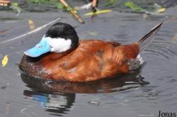 P. Kooy & Sons Waterfowl Breeding Farm (P)