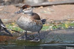 P. Kooy & Sons Waterfowl Breeding Farm (P)