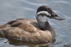P. Kooy & Sons Waterfowl Breeding Farm (P)