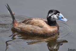 P. Kooy & Sons Waterfowl Breeding Farm (P)