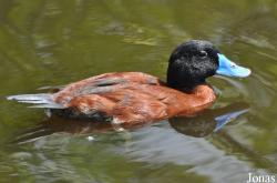 P. Kooy & Sons Waterfowl Breeding Farm (P)