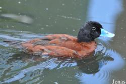 P. Kooy & Sons Waterfowl Breeding Farm (P)