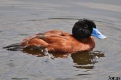 P. Kooy & Sons Waterfowl Breeding Farm (P)