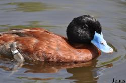 P. Kooy & Sons Waterfowl Breeding Farm (P)