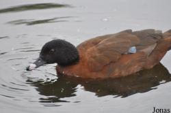 P. Kooy & Sons Waterfowl Breeding Farm (P)