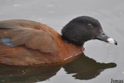 P. Kooy & Sons Waterfowl Breeding Farm (P)