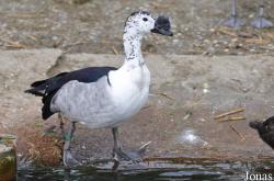 P. Kooy & Sons Waterfowl Breeding Farm (P)