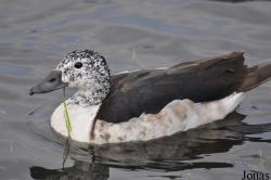 P. Kooy & Sons Waterfowl Breeding Farm (P)