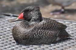 P. Kooy & Sons Waterfowl Breeding Farm (P)