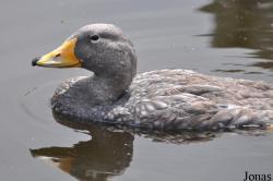 P. Kooy & Sons Waterfowl Breeding Farm (P)