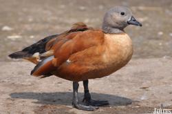 P. Kooy & Sons Waterfowl Breeding Farm (P)