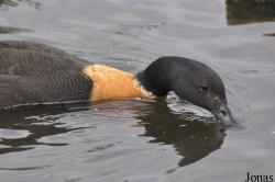 P. Kooy & Sons Waterfowl Breeding Farm (P)