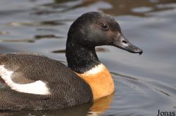 P. Kooy & Sons Waterfowl Breeding Farm (P)