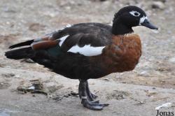 P. Kooy & Sons Waterfowl Breeding Farm (P)