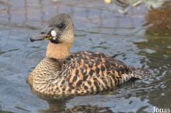 P. Kooy & Sons Waterfowl Breeding Farm (P)