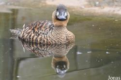 P. Kooy & Sons Waterfowl Breeding Farm (P)