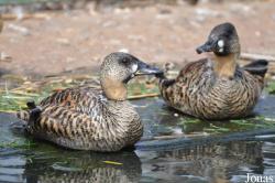 P. Kooy & Sons Waterfowl Breeding Farm (P)