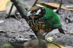 Burgers' Zoo