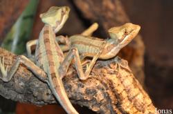 Serpentarium Blankenberge