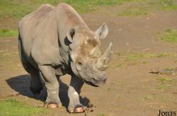 Howletts Wild Animal Park
