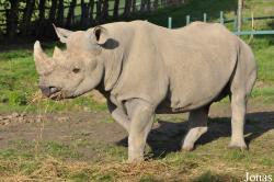 Howletts Wild Animal Park