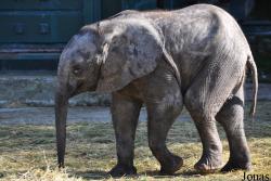 Howletts Wild Animal Park