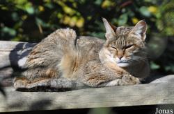 Felis silvestris libyca