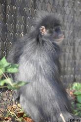 Howletts Wild Animal Park