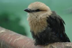 Coraciidae