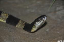 Snake Farm