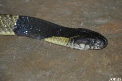 Snake Farm