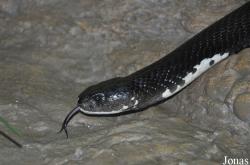 Naja siamensis